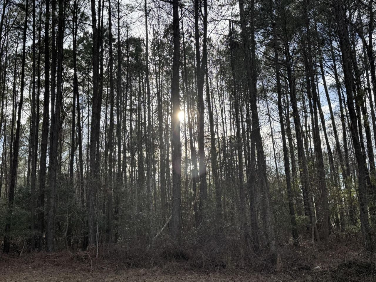 536 Bertha Lane Photo 8