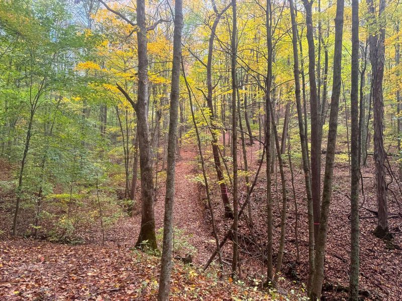 7459 Township Rd 215-A SE, Unit (Tract 5 a, Corning, OH 43730 Photo 4