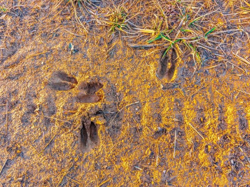 500 Ernie Road, Lynx, OH 45650 Photo 29