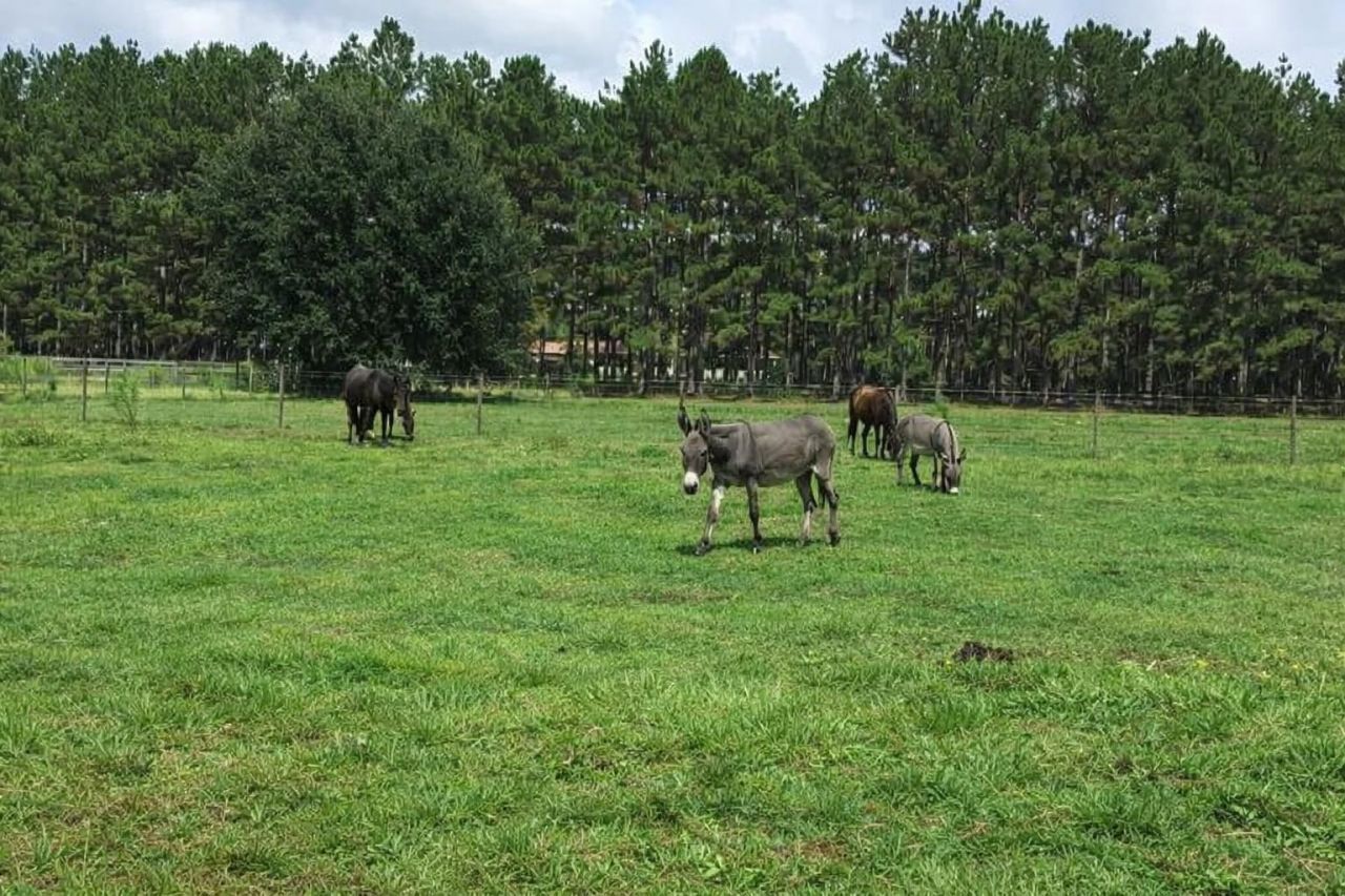 185 Omega Drive, Monticello, FL 32344 Photo