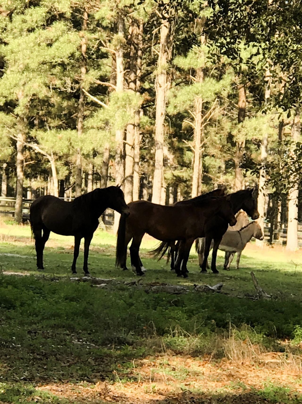 185 Omega Drive, Monticello, FL 32344 Photo