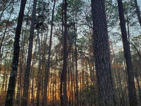 0 Mark Wood Road, Dexter, GA 31019