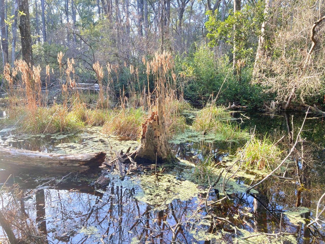 6079 Josie Ridge Road Photo 30