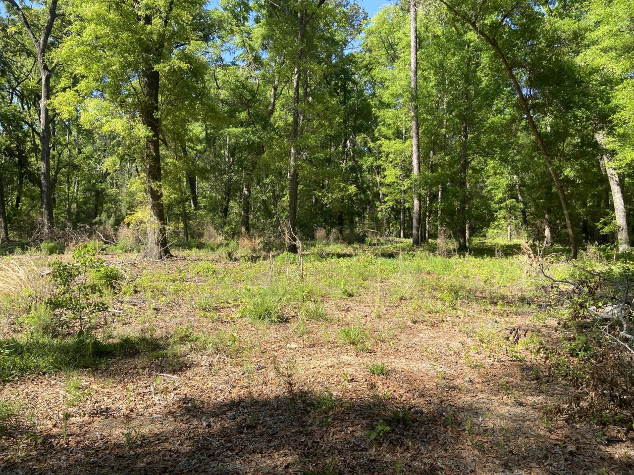 6079 Josie Ridge Road Photo 8