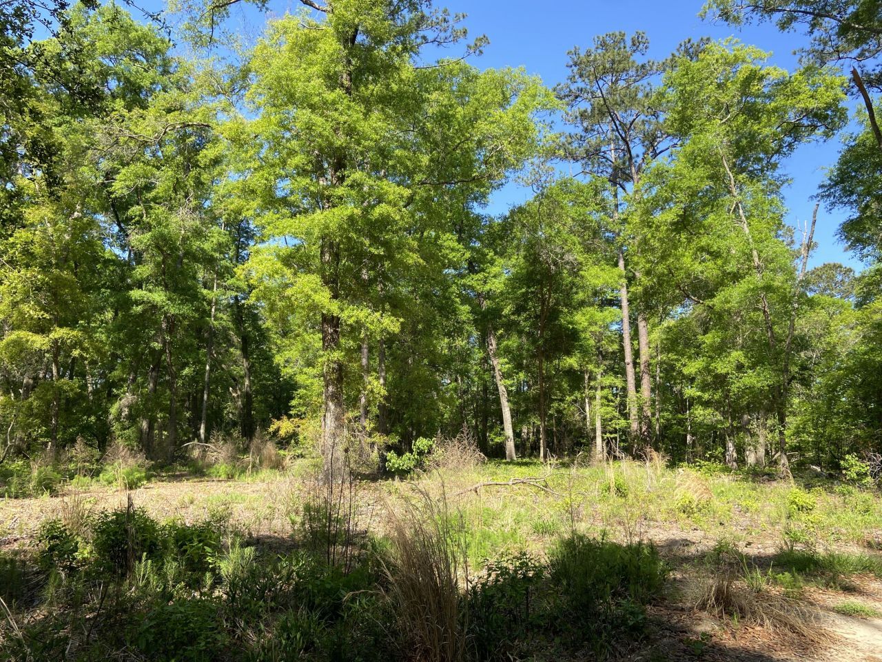 6079 Josie Ridge Road Photo 9