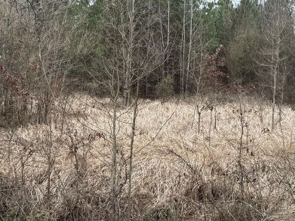 01 Magnolia Heights, Forest, MS 39074