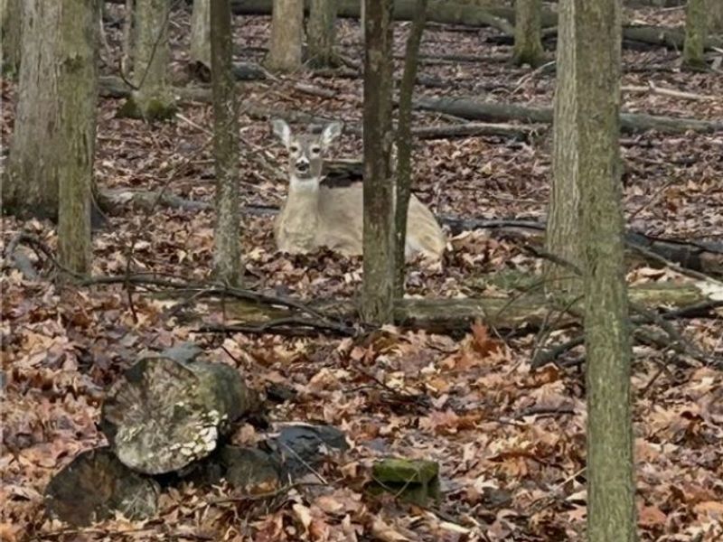 12894 Falling Water Road, Strongsville, OH 44136 Photo 44