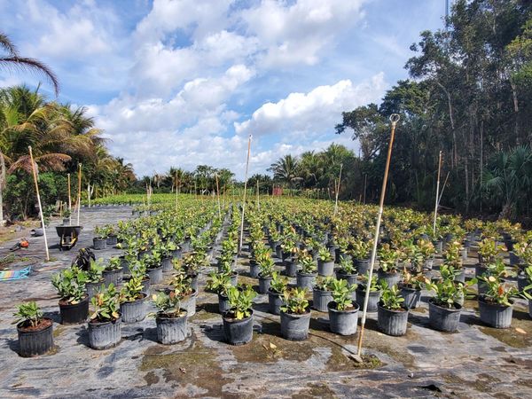 10655 61 Street S, Wellington, FL 33449