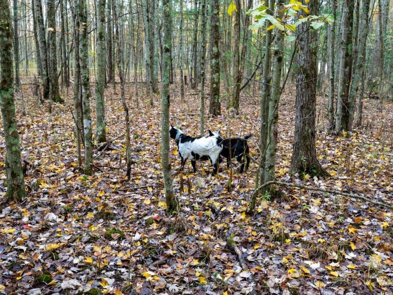 2914 US-50, Fayetteville, OH 45118 Photo 47