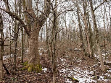 Lot 1 Huey Run Road, Mannington, WV 26582