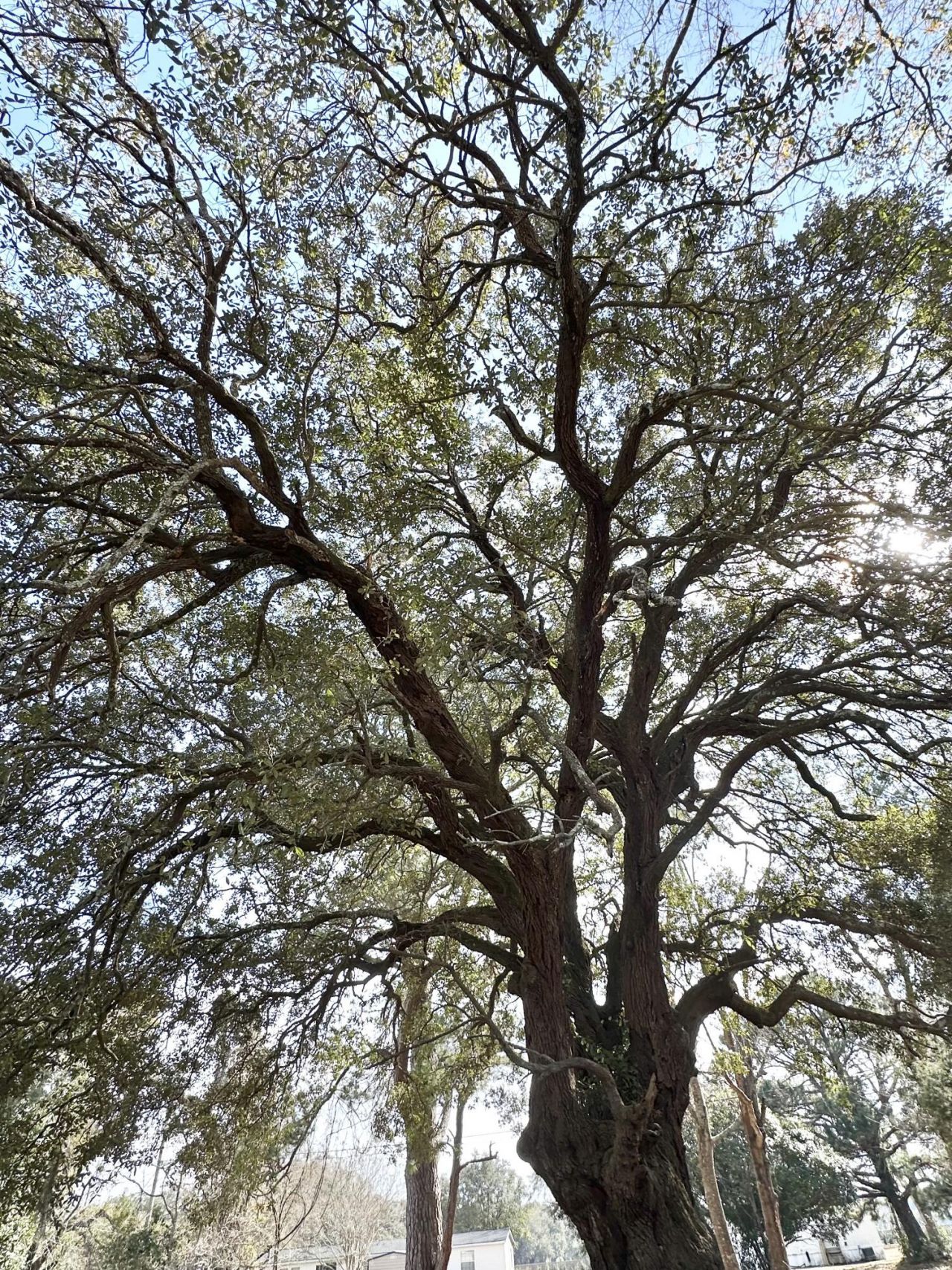 1645 Cuffy Lane Photo 17