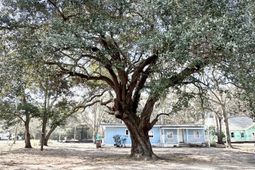 1645 Cuffy Lane photo 4