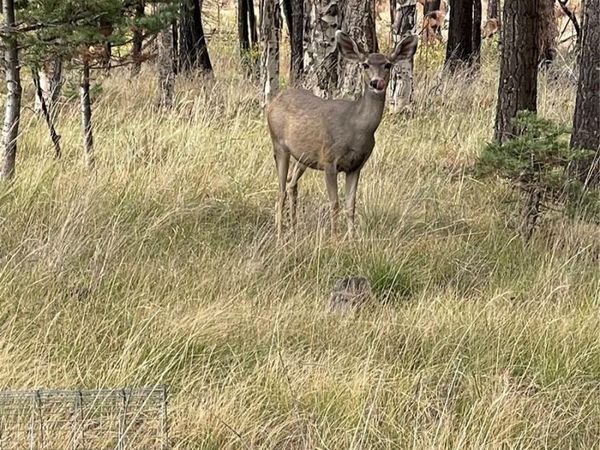 lot 542 Forbes Park , Fort Garland, CO 81133