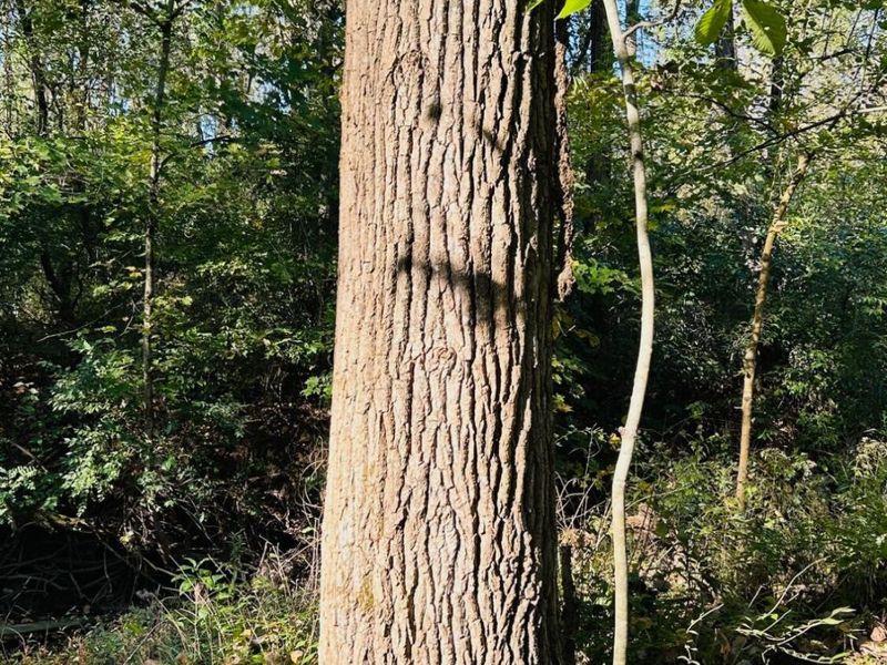 0 Sitterley Road NW, Canal Winchester, OH 43110 Photo 7