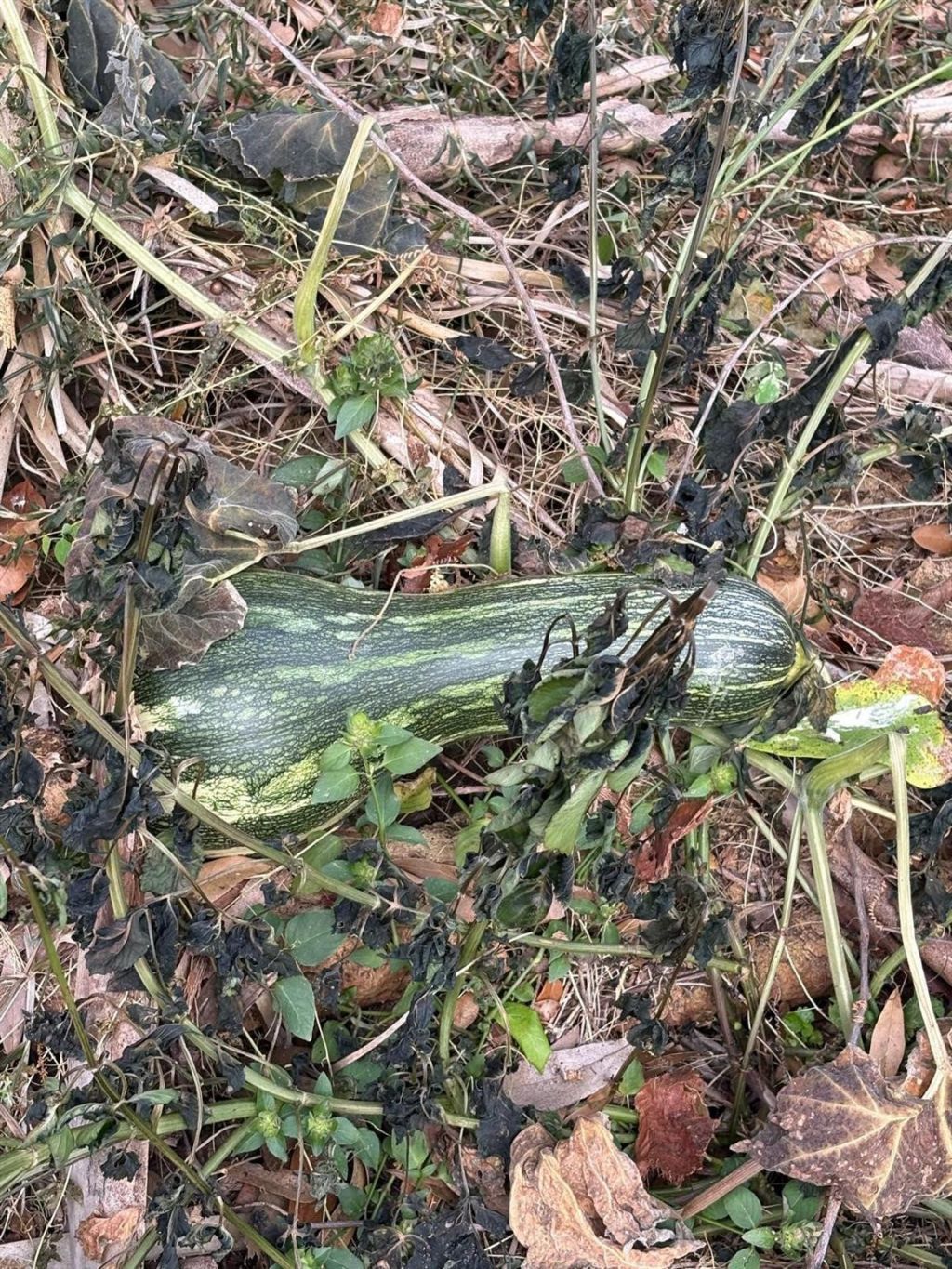 519 + 517 517 Prospect Avenue, Lehigh Acres, FL 33972 Photo