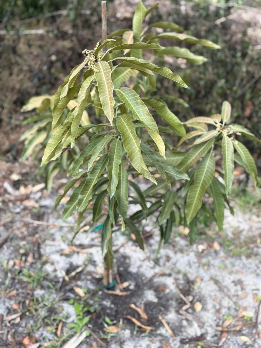 519 + 517 517 Prospect Avenue, Lehigh Acres, FL 33972 Photo