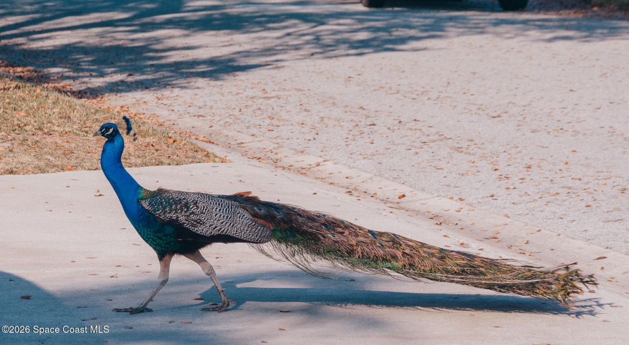 211 Circle Drive, Unit 27c, Cape Canaveral, FL 32920 Photo