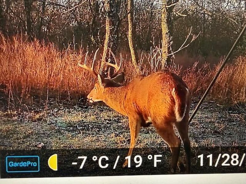 21 James Street, Williamstown, KY 41097 Photo 34