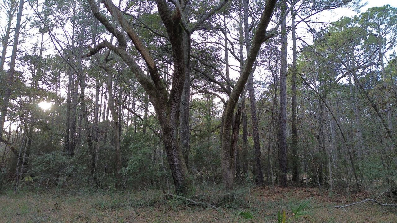 0 Two Pines Road Photo 12