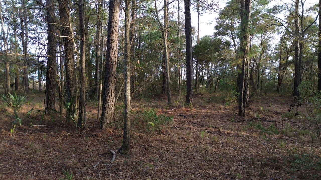 0 Two Pines Road Photo 17