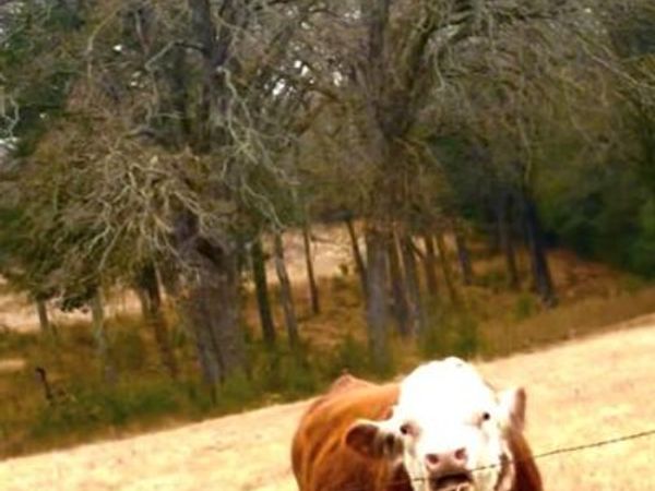 14494 County Road 343, Terrell, TX 75161