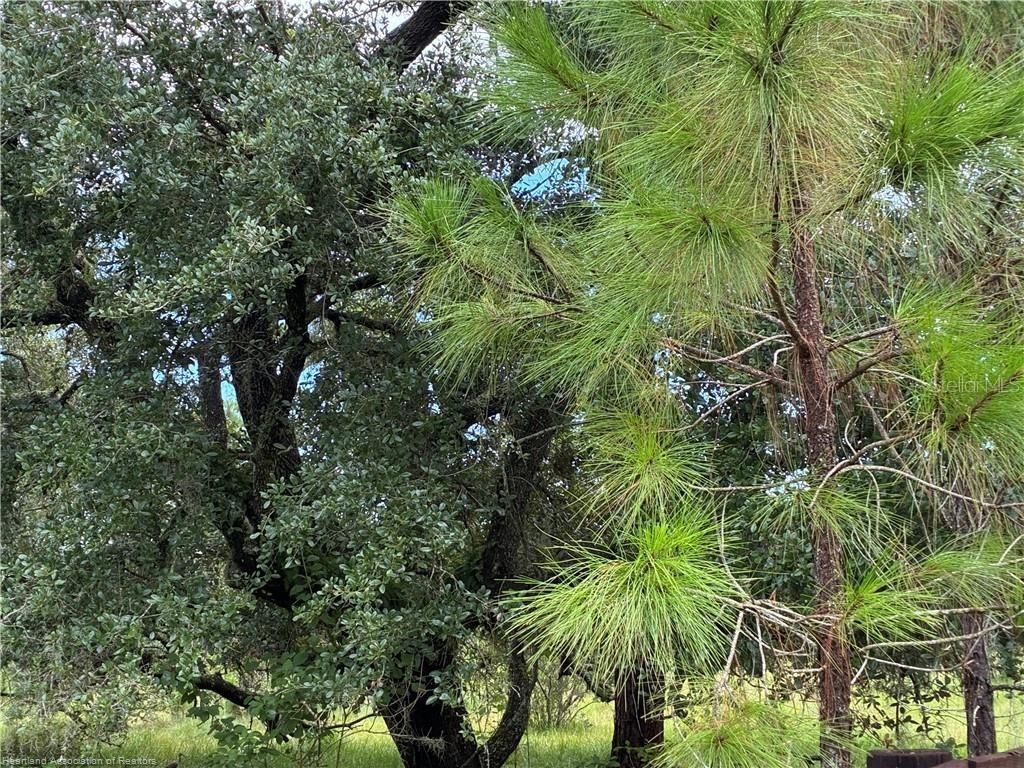 Detjens Dairy Road, Venus, FL 33960 Photo