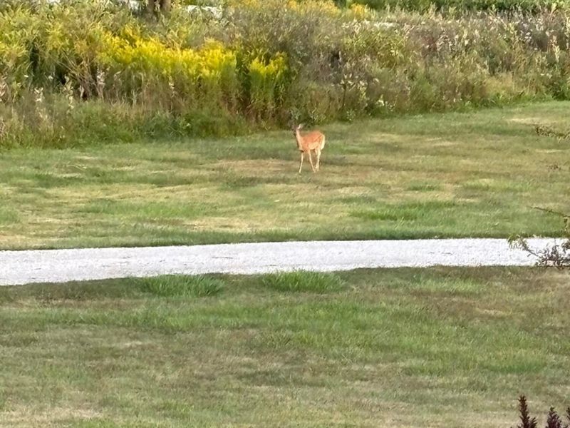 6075 Township Road 107, Mount Gilead, OH 43338 Photo 63