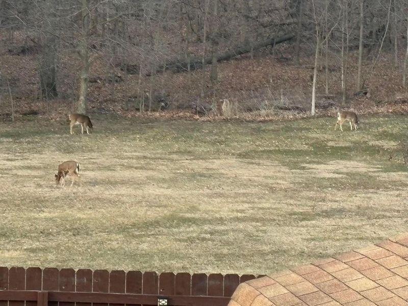 6075 Township Road 107, Mount Gilead, OH 43338 Photo 73