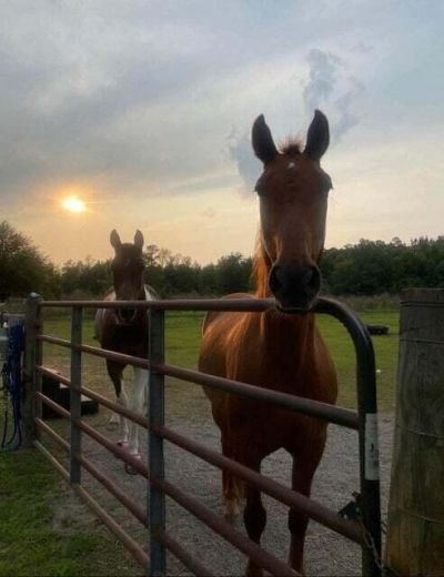 185 Gabby Hall Court Photo 7