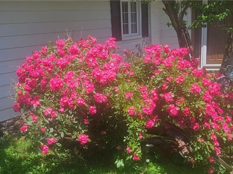 5743 Mills Creek Lane, North Ridgeville, OH 44039 Photo 46