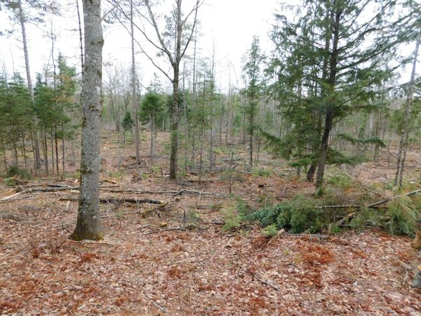 Lot # 4 Spring Bridge Road, Greenbush, ME 04418