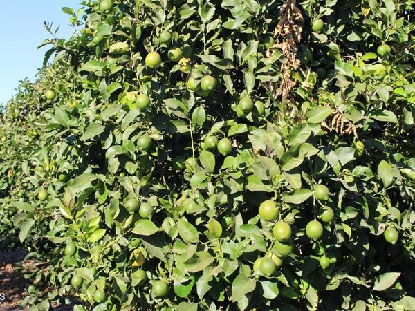 0 Price Road, Somis, CA 93066