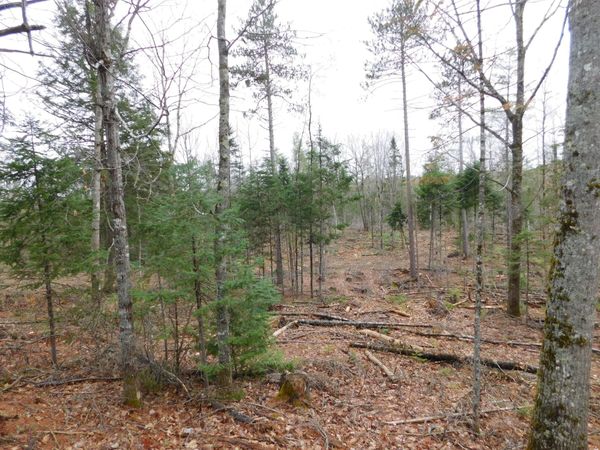 Lot # 2 Spring Bridge Road, Greenbush, ME 04418