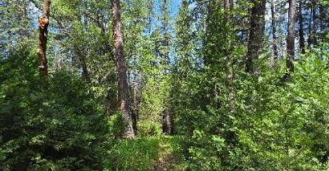 4801 Blue Mountain Rd, Wilseyville, CA 95257 Photo