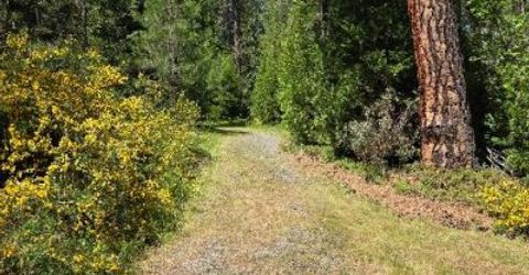 4801 Blue Mountain Rd, Wilseyville, CA 95257 Photo