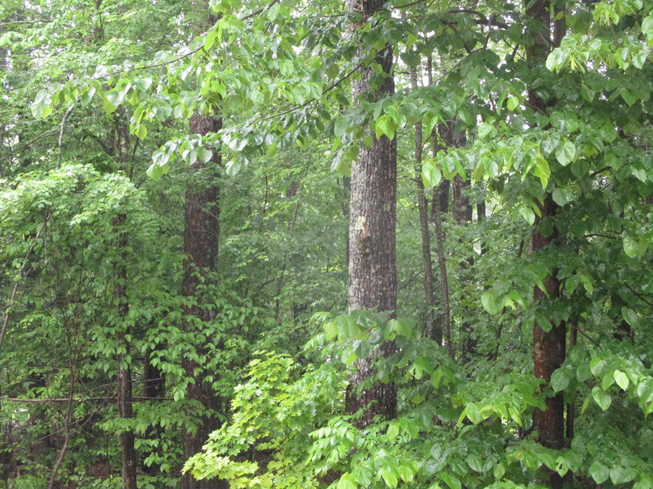 Lot 8 Northwood Estates, Sebago, ME 04029 Main Photo