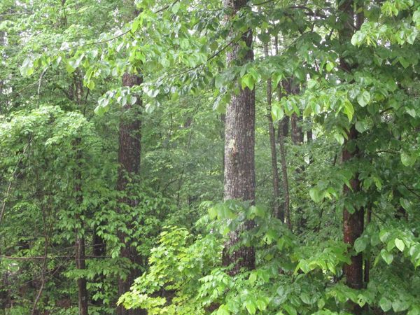 lot 8 Northwood Estates, Sebago, ME 04029