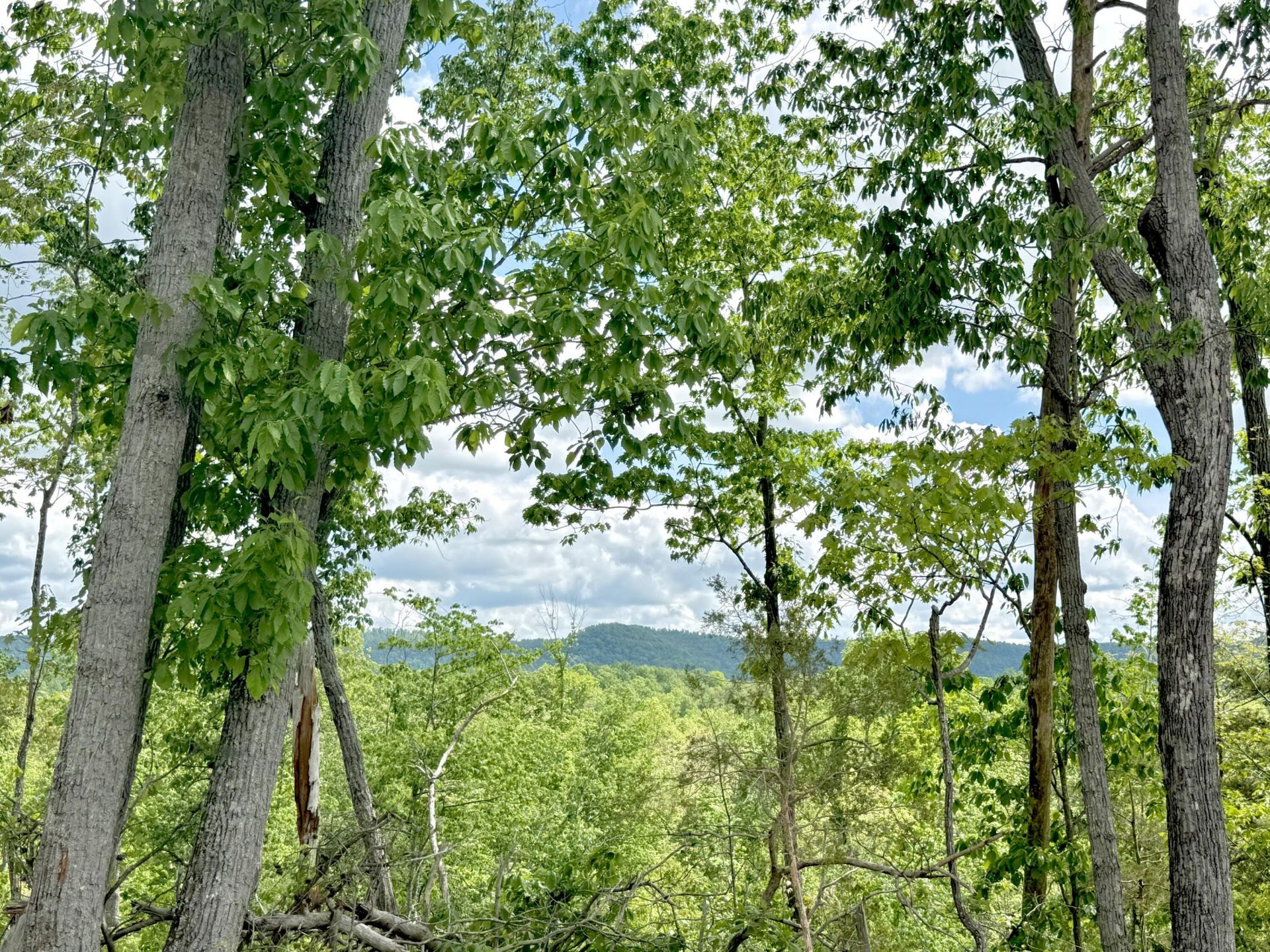 Lot 4 Woodland Estates, Irvine, KY 40336 Main Photo