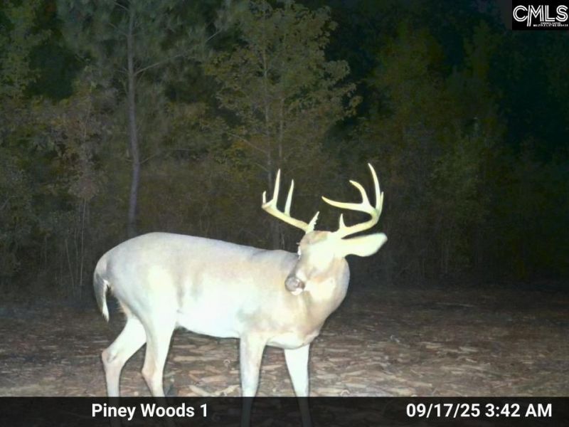 900 Piney Wood Road  Photo 19