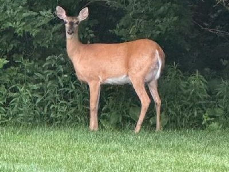 5593 Haydens Reserve Way, Hilliard, OH 43026 Photo 12