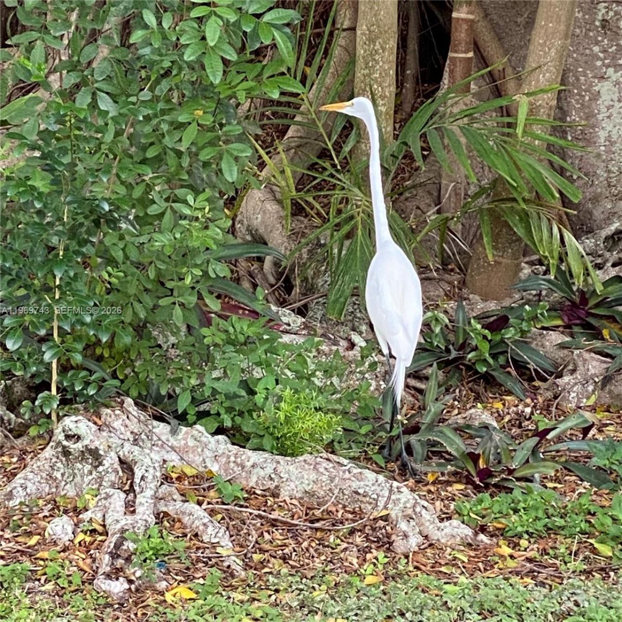 951 NE 116th St, Biscayne Park, FL 33161 Photo