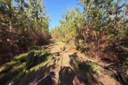 Bff II 8 Brunson Teal Road photo 4