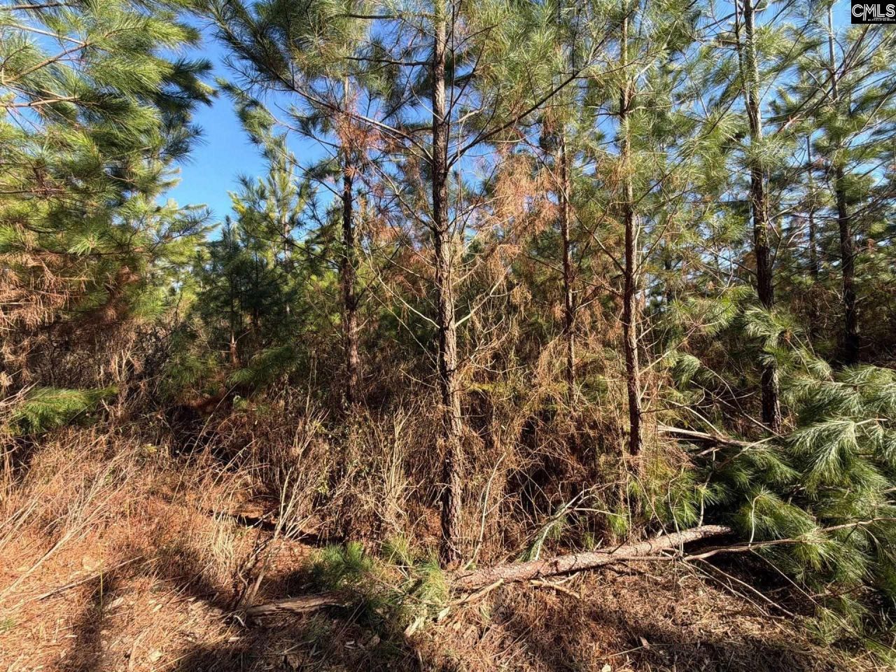 Bff II 8 Brunson Teal Road Photo 5