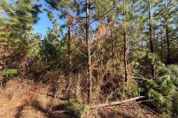 Bff II 8 Brunson Teal Road photo 4