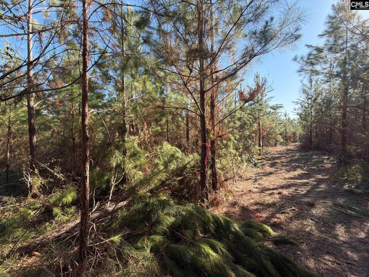 Bff II 8 Brunson Teal Road Photo 6