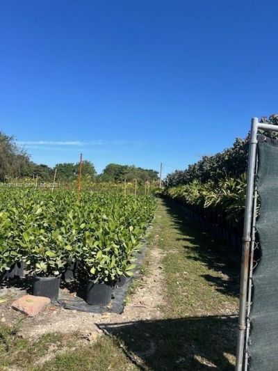 21201 SW 168th St, Miami, FL 33187 Photo