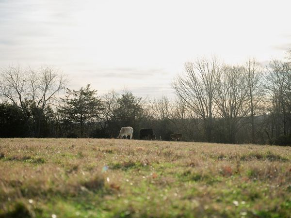 1462 Old Highway 99 , Columbia, TN 38401