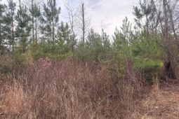 Qbf 9 Quattlebaum Road photo 4