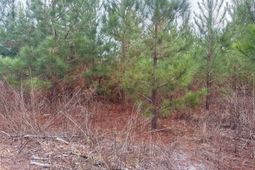 Qbf 9 Quattlebaum Road photo 4