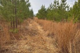 Qbf 9 Quattlebaum Road photo 4